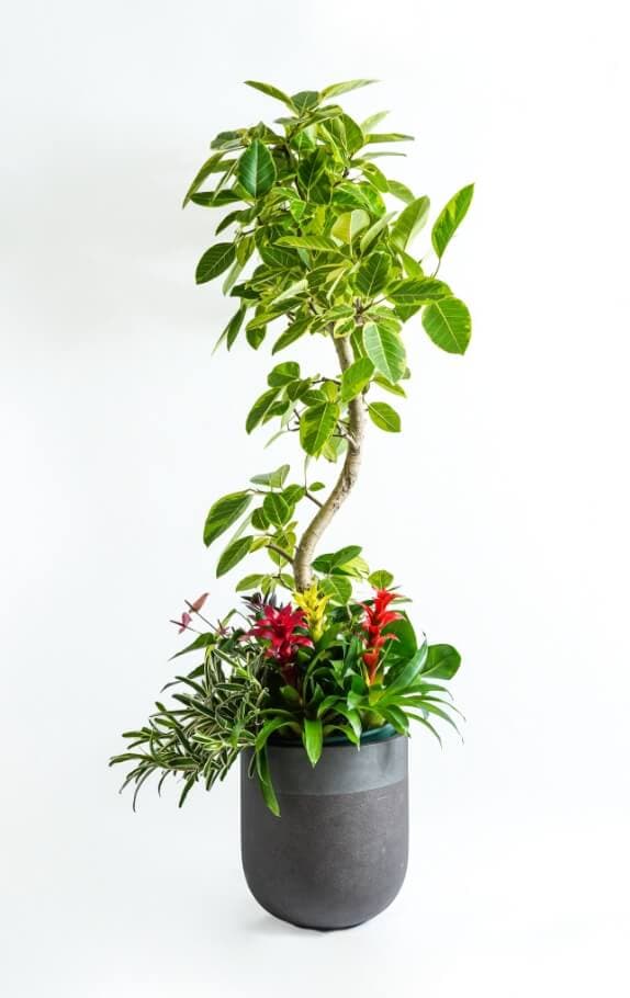 Green Gift 商品一覧